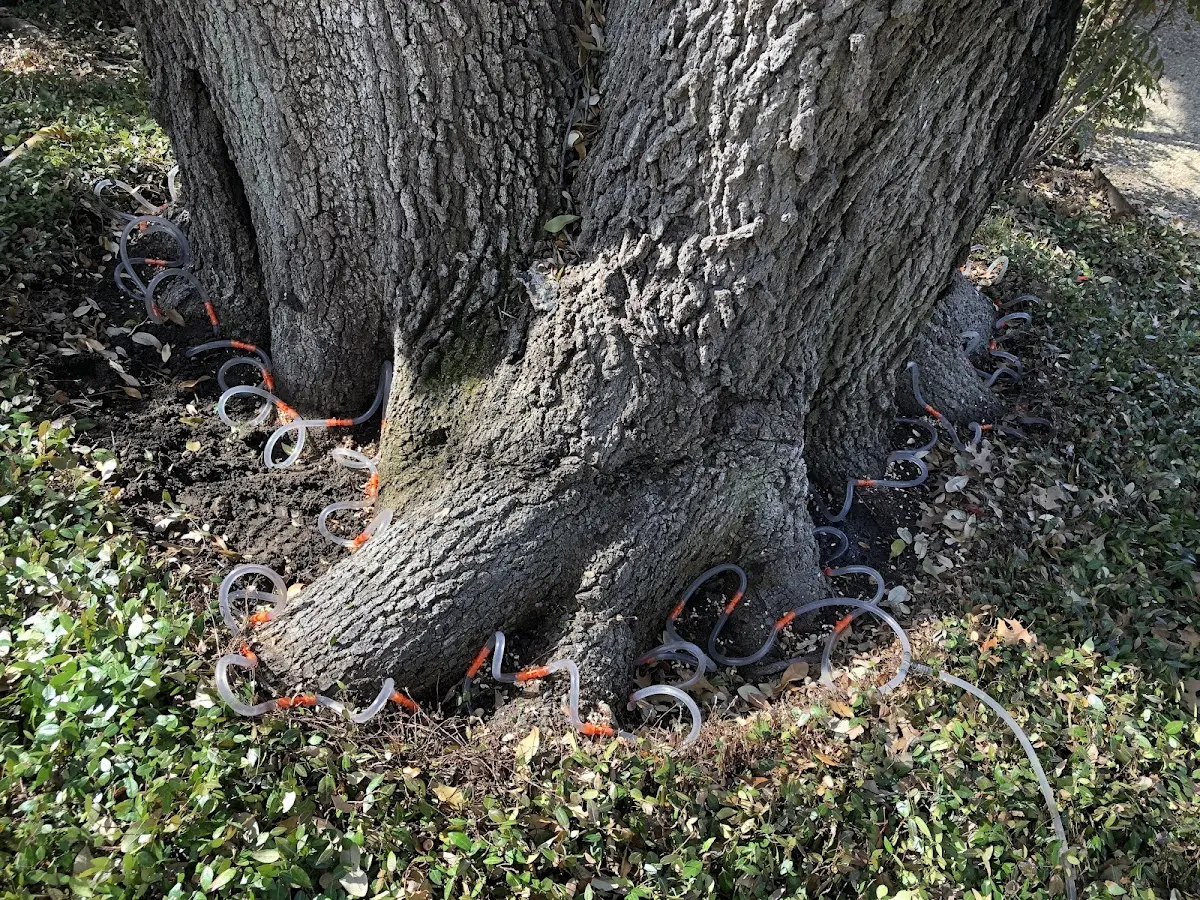 Detailed Tree Cabling and Bracing job site in Magnolia